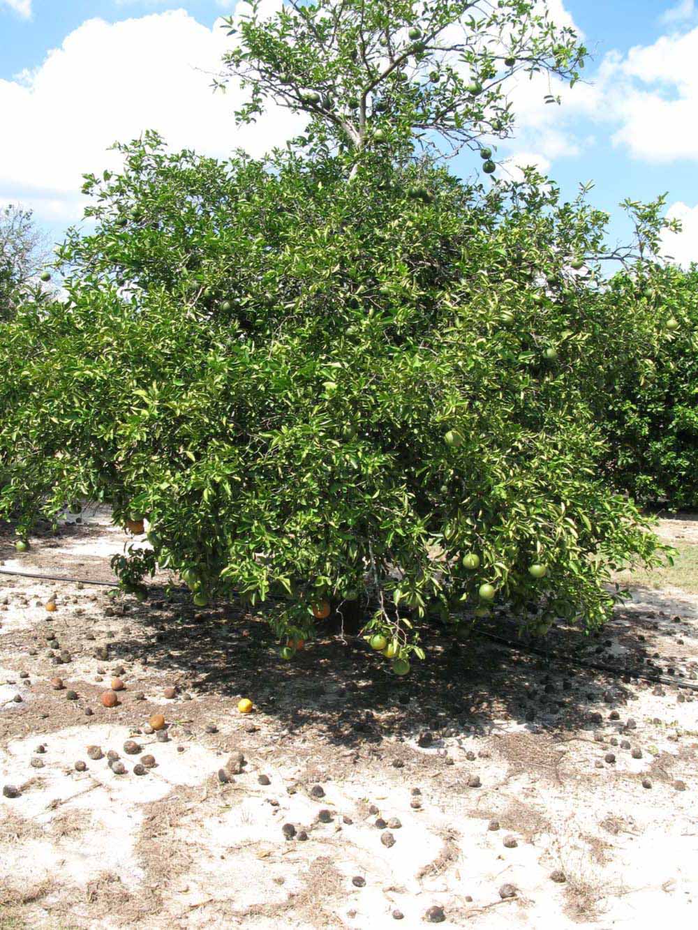            Habit (Winter Haven, FL)   